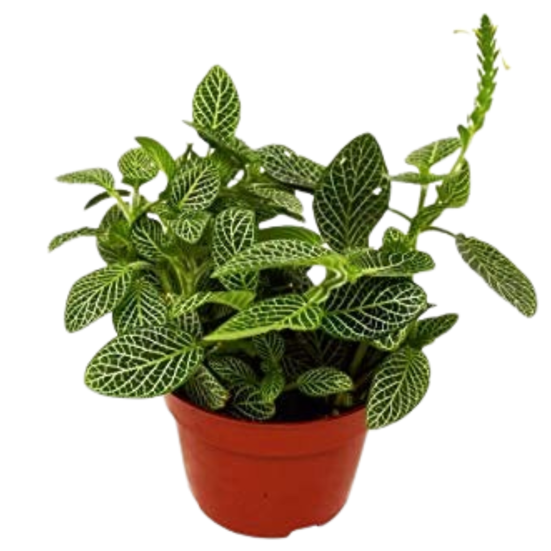 Fittonia 'White Nerve Plant' 4" potted plant