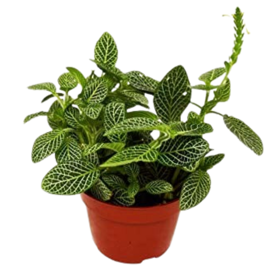 Fittonia 'White Nerve Plant' 4" potted plant