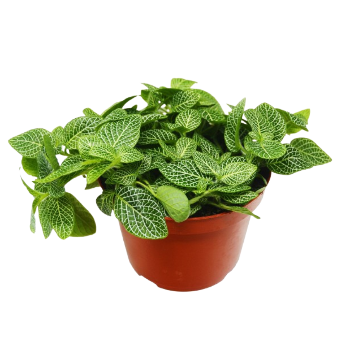 Fittonia 'White Nerve Plant' 6" potted plant
