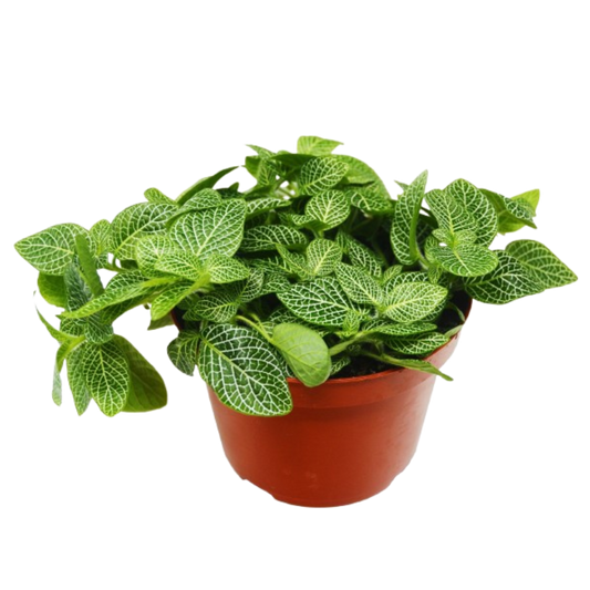 Fittonia 'White Nerve Plant' 6" potted plant