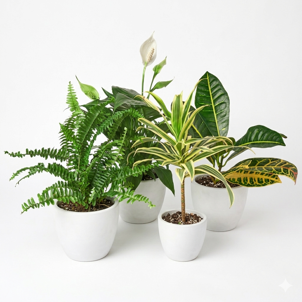 Air Purifying Variety Bundle 4" potted plant