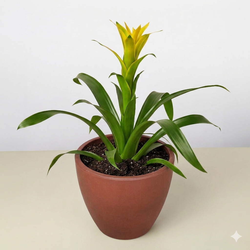 Guzmania Bromeliad 'Yellow' potted plant