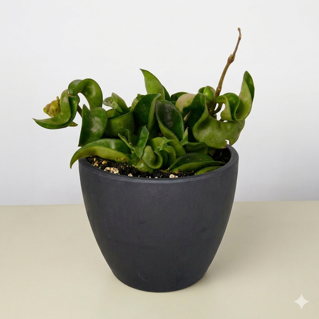 Hoya Rope Plant 4" potted plant