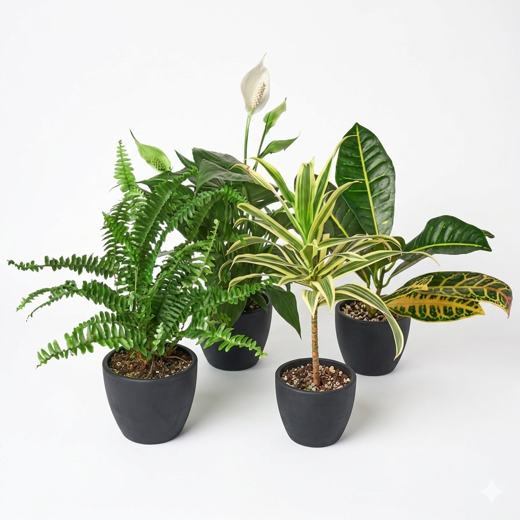 Air Purifying Variety Bundle 4" potted plant