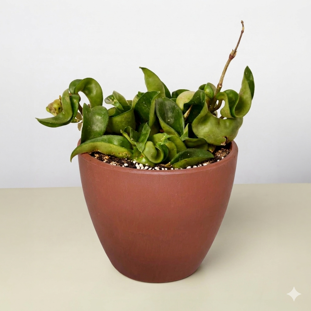 Hoya Rope Plant 4" potted plant