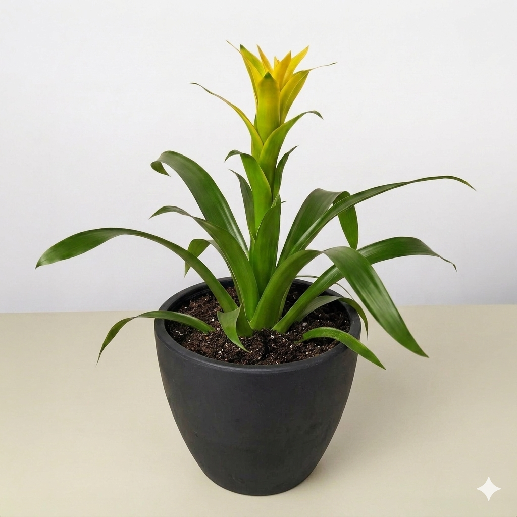 Guzmania Bromeliad 'Yellow' potted plant