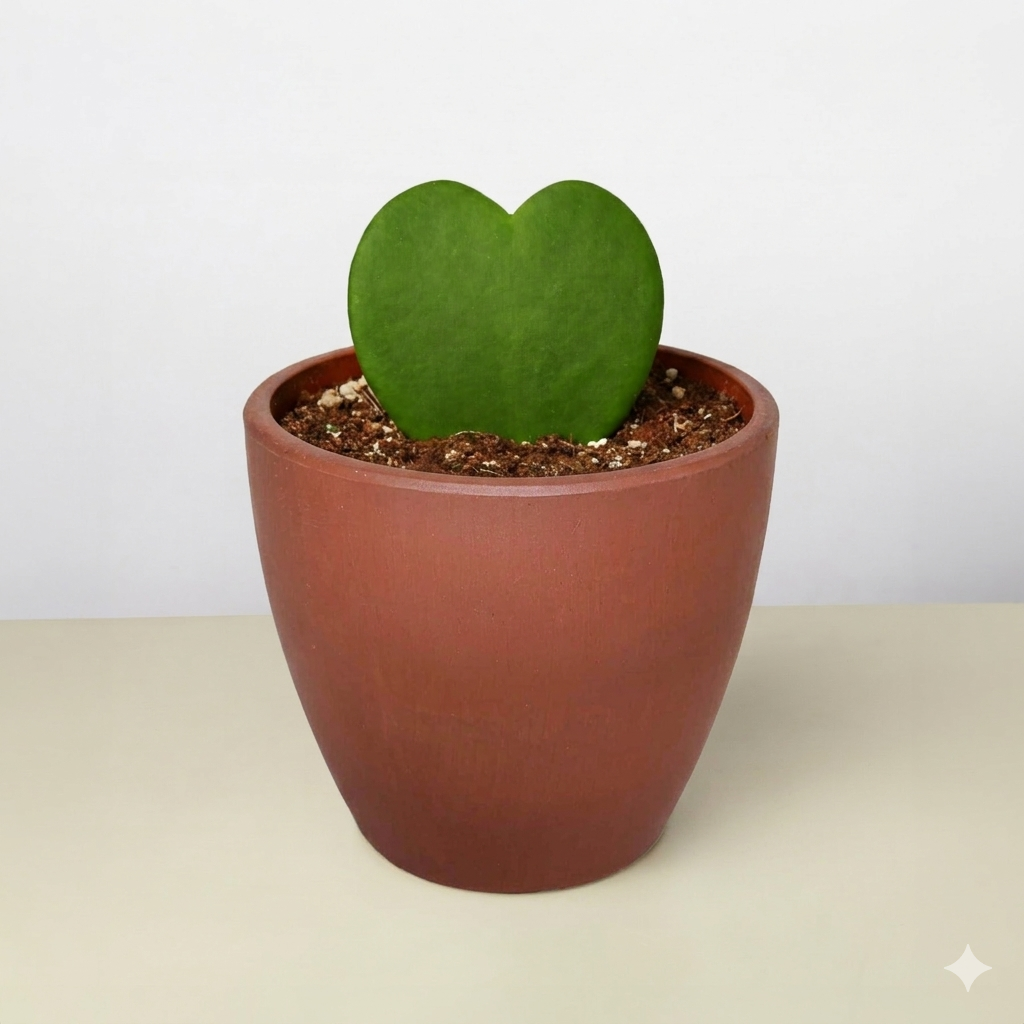 Hoya Sweetheart 4" potted plant