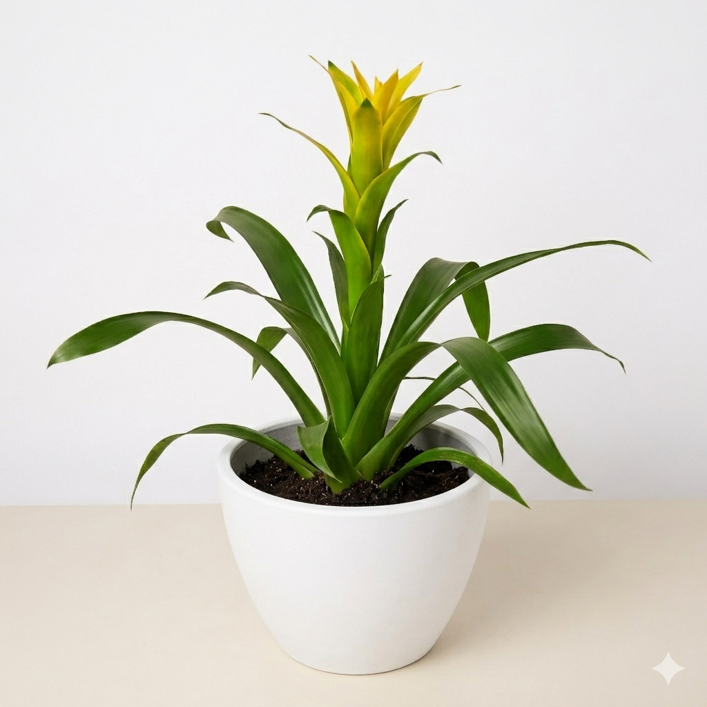 Guzmania Bromeliad 'Yellow' potted plant