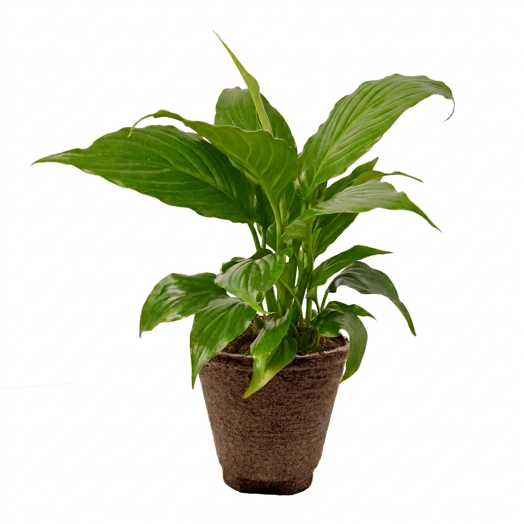 Spathiphyllum 'Peace Lily' potted plant