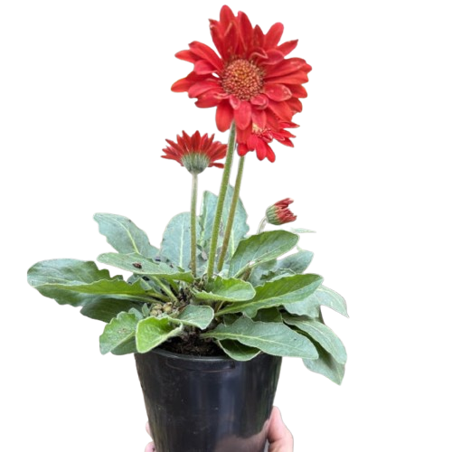 Gerbera Sweet Love Red potted plant
