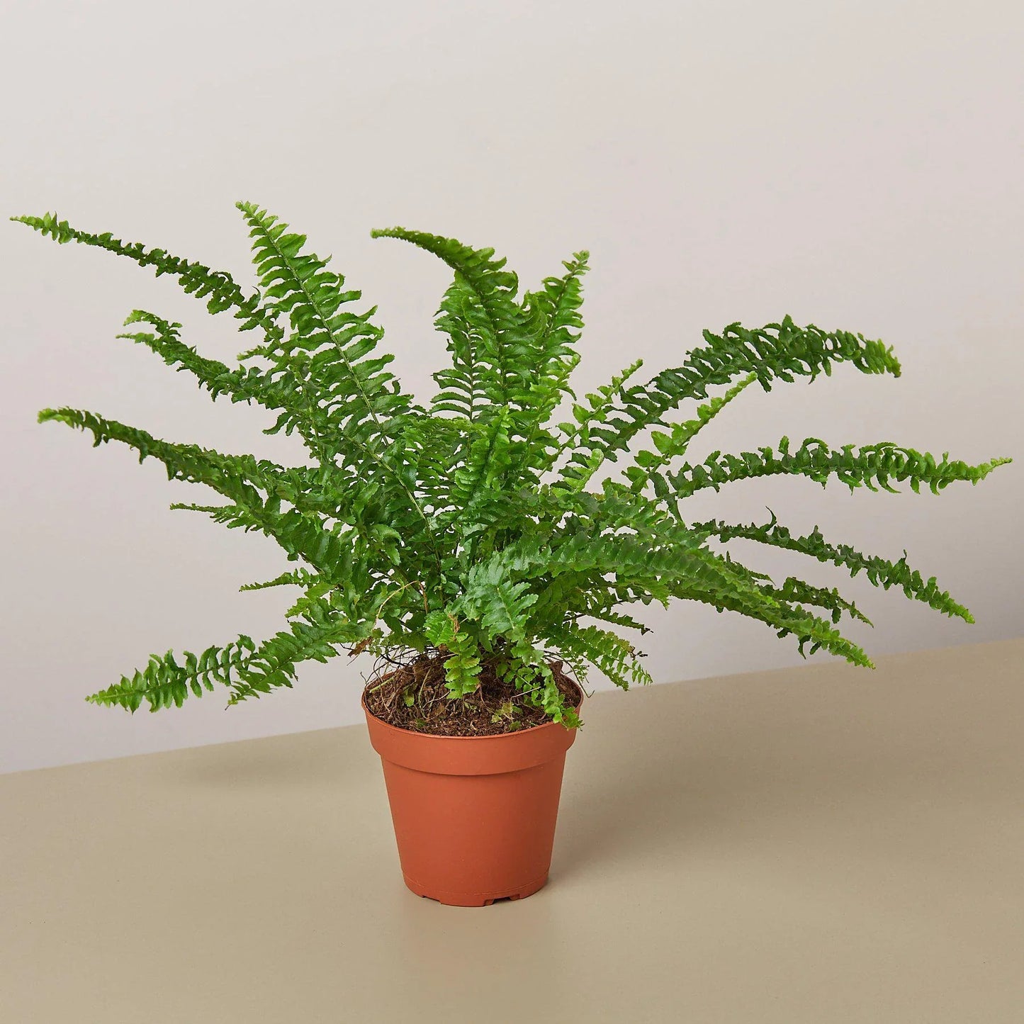 Jester's Crown Fern potted plant