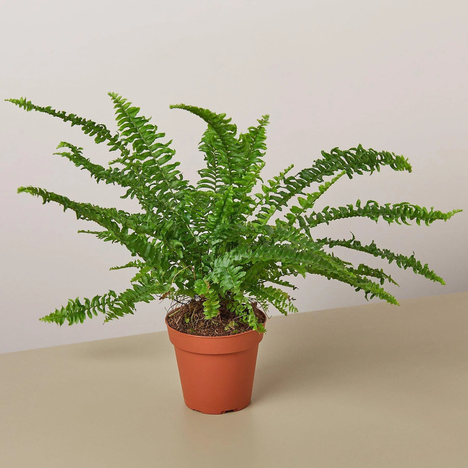 Jester's Crown Fern potted plant