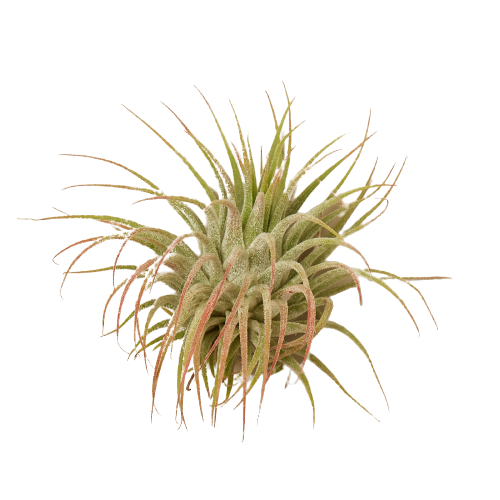 Tillandsia Air Plant Ionantha Guatemala potted plant