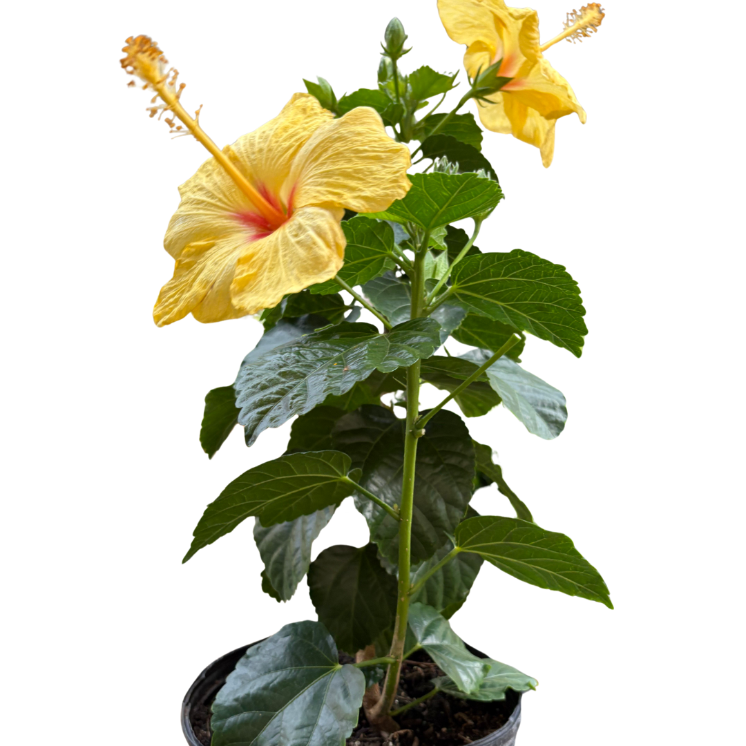 Hibiscus 'Rosa Sinensis' potted plant