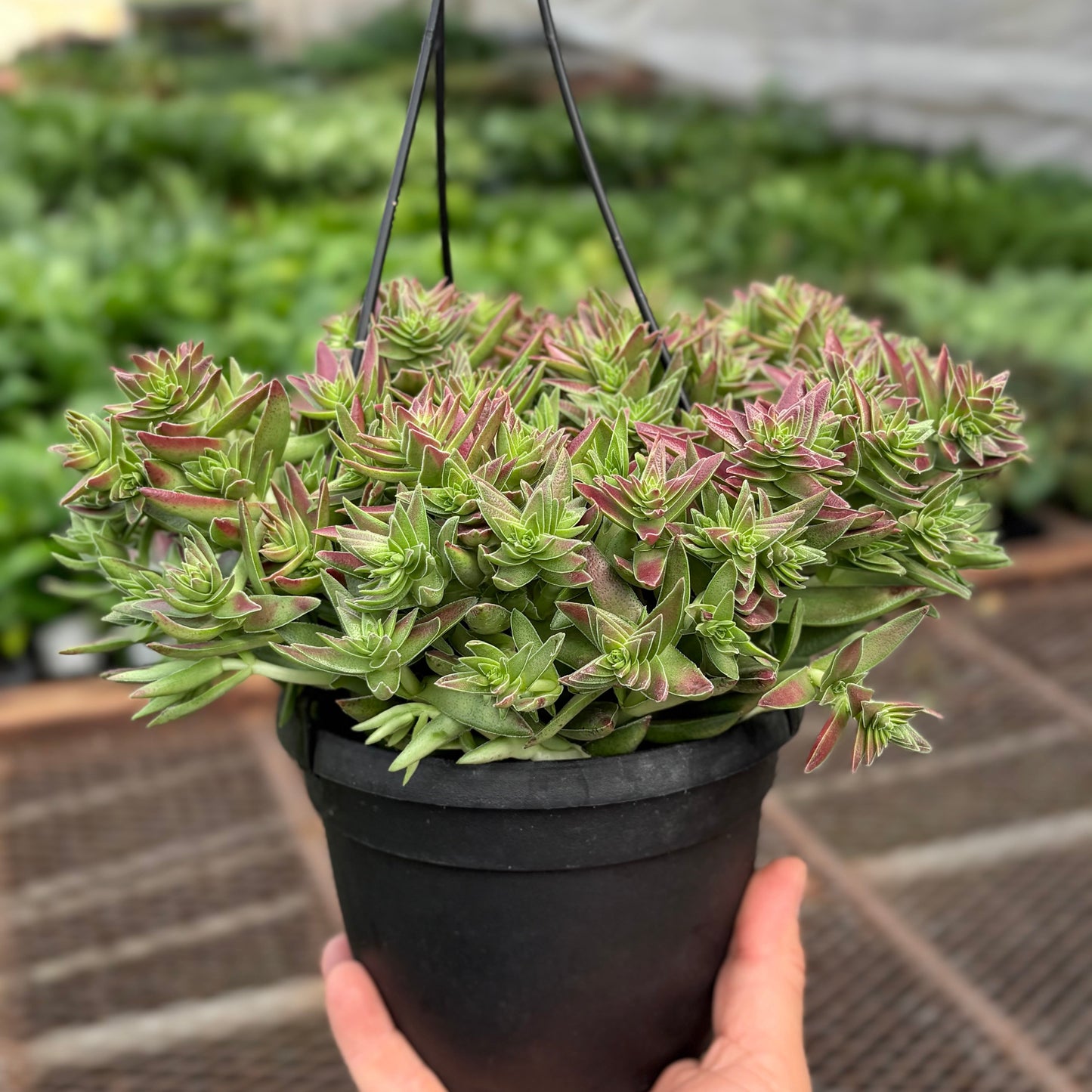 Succulent Crassula Capitella Red potted plant