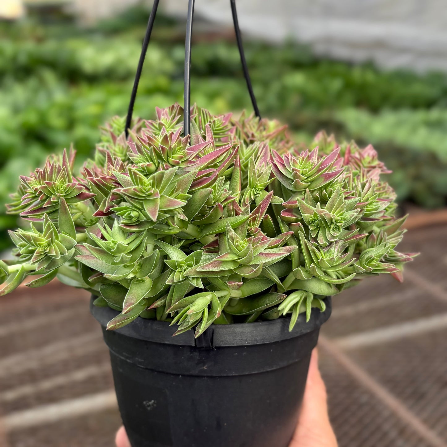 Succulent Crassula Capitella Red potted plant