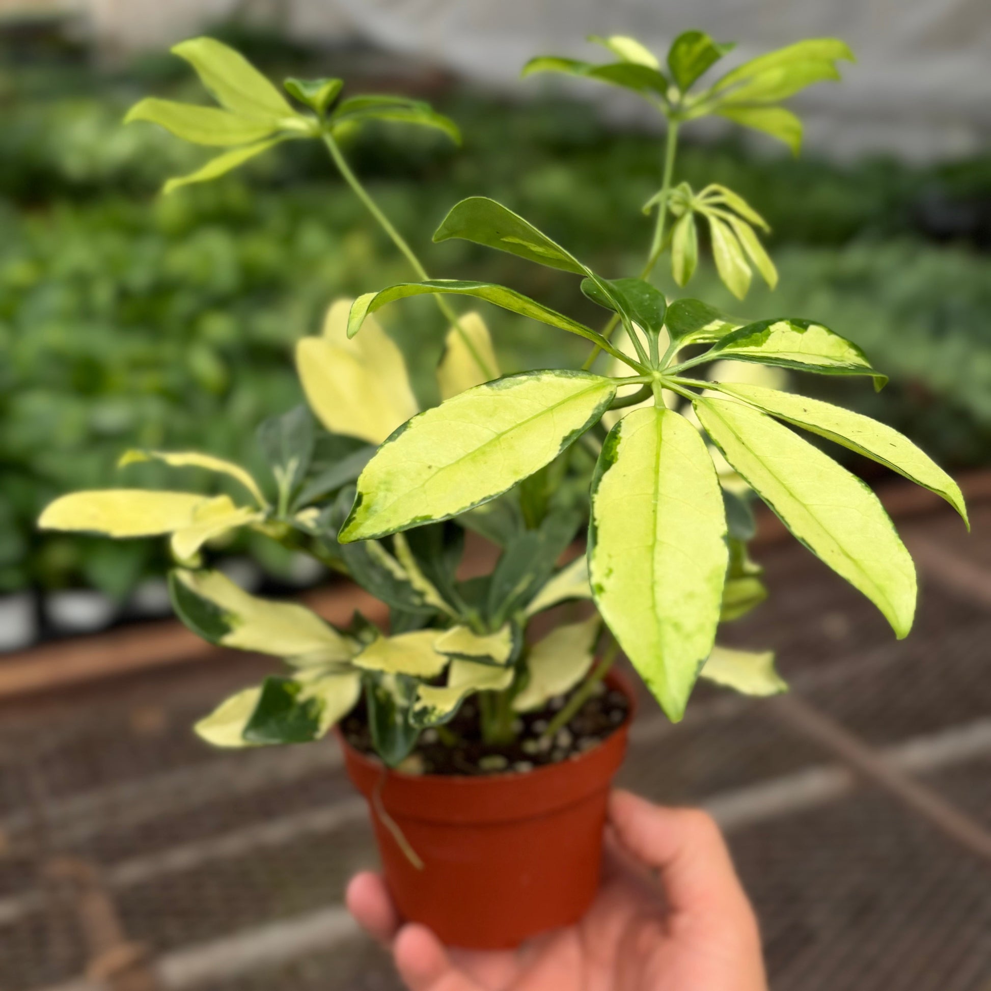 Schefflera Trinette potted plant