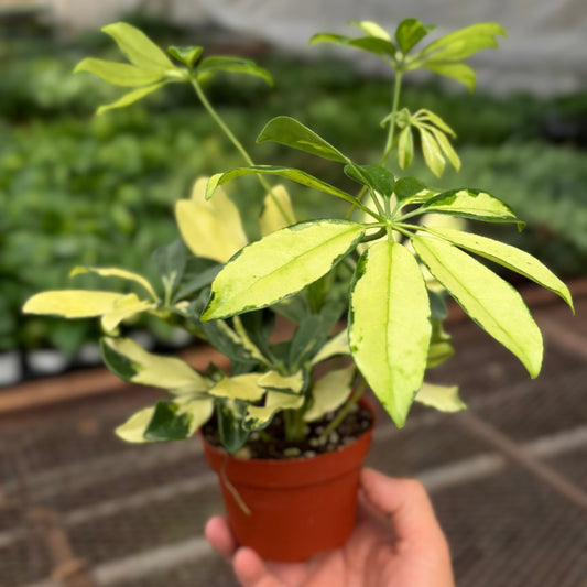 Schefflera Trinette potted plant