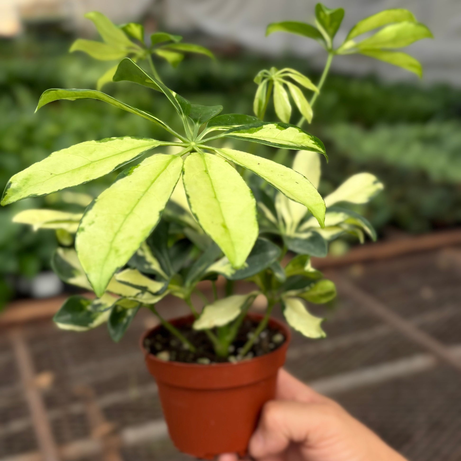 Schefflera Trinette potted plant