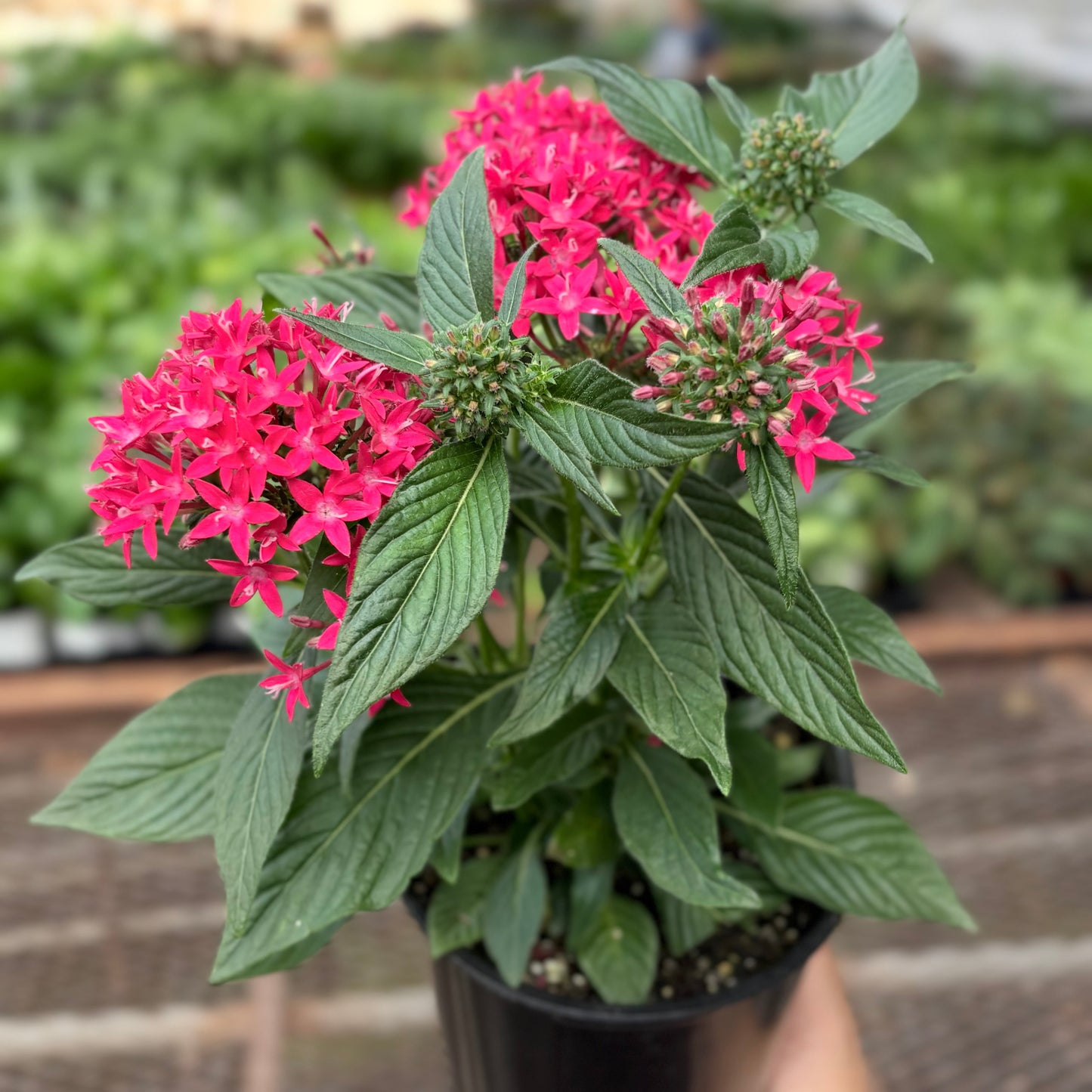 Pentas Red potted plant