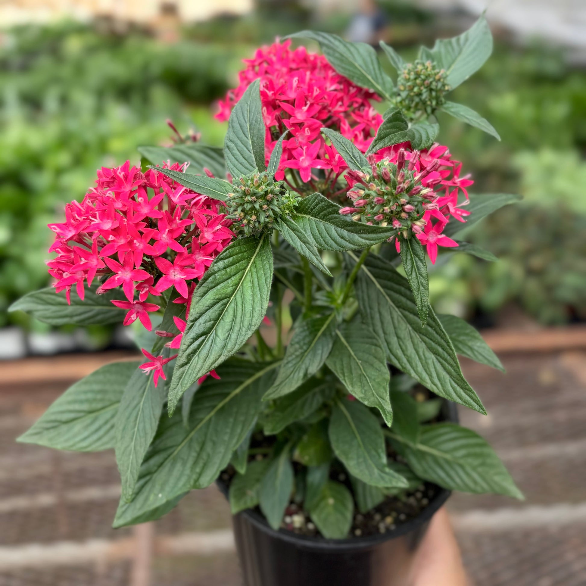 Pentas Red potted plant