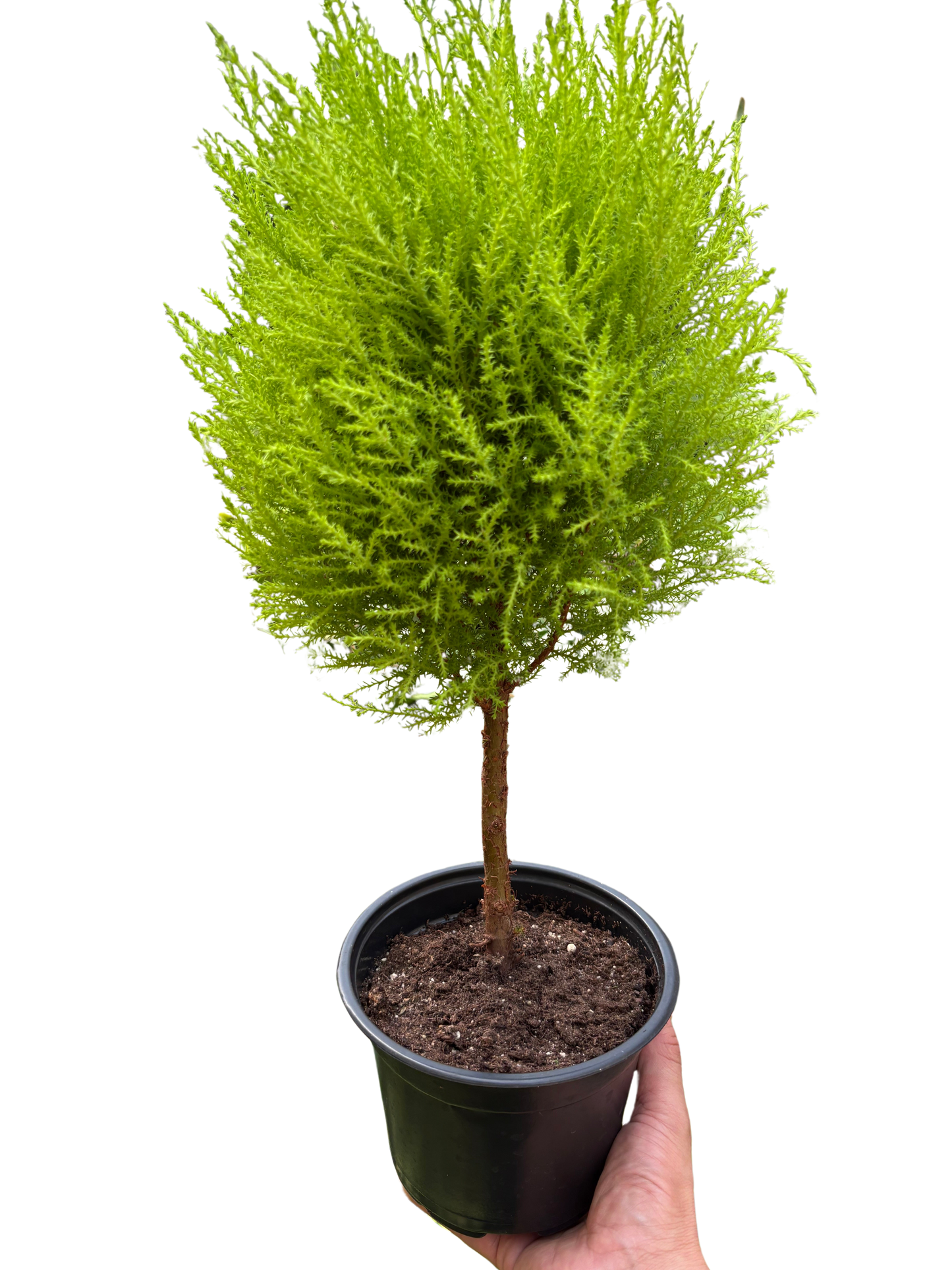 Cypress Lemon Topiary potted plant
