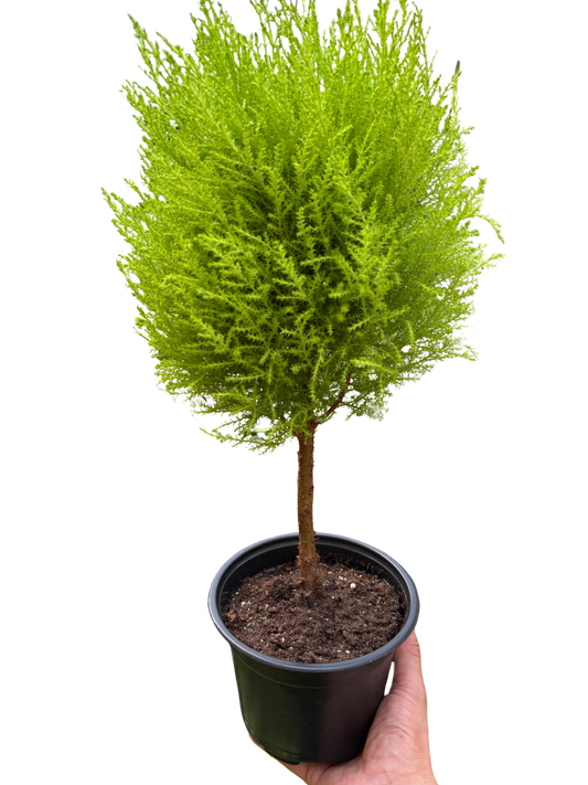 Cypress Lemon Topiary potted plant
