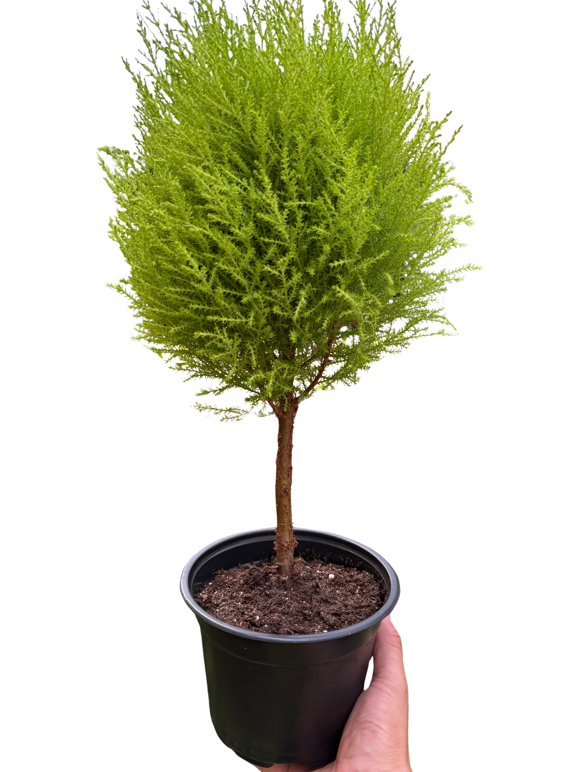 Cypress Lemon Topiary potted plant