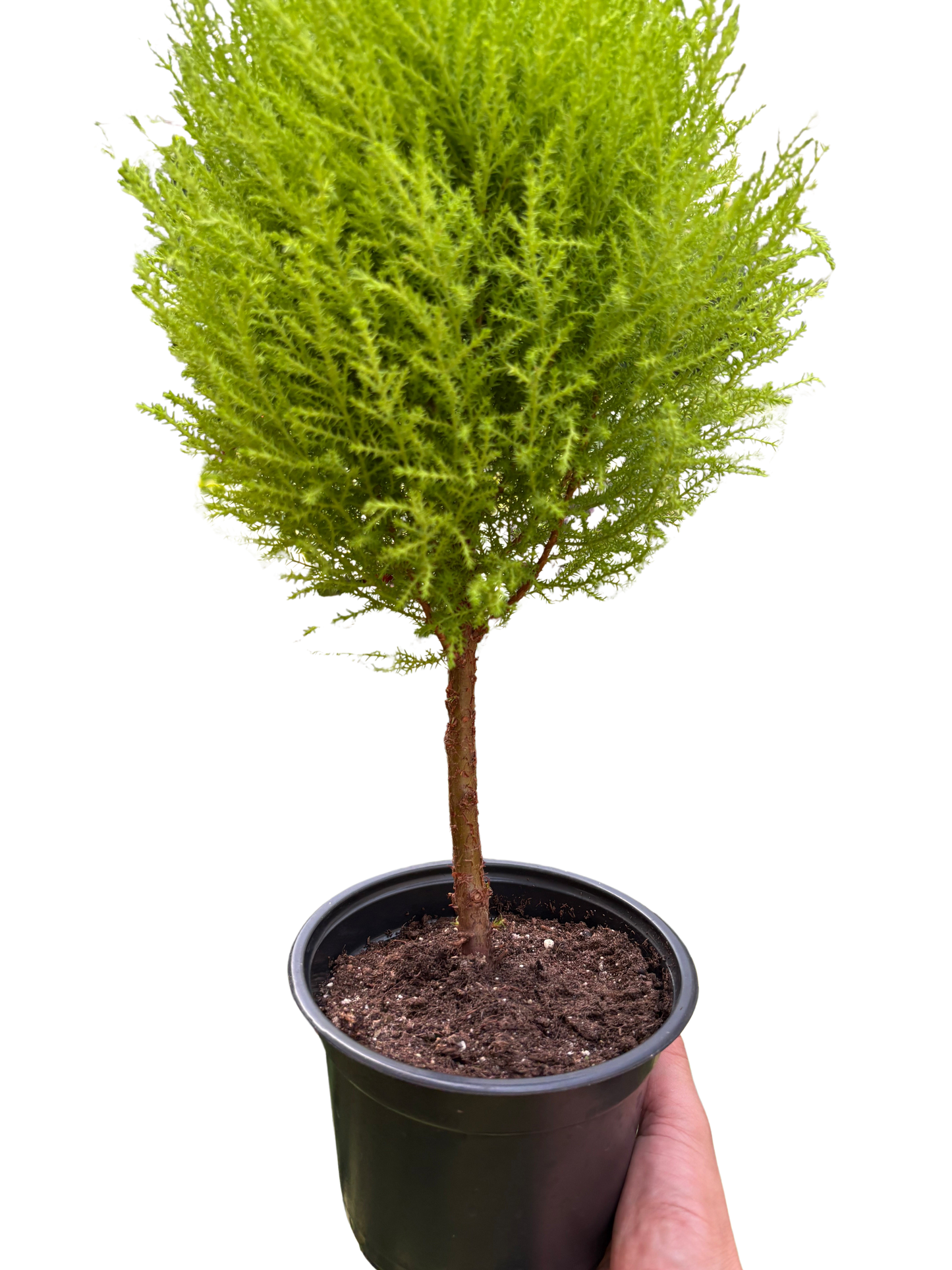 Cypress Lemon Topiary potted plant