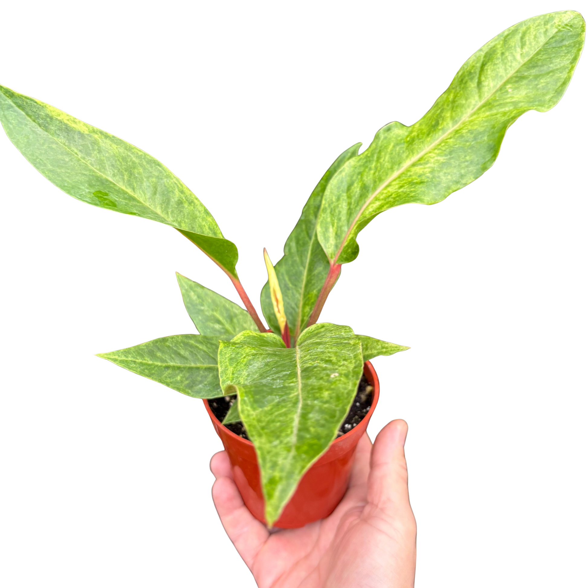 Anthurium 'Renaissance' potted plant