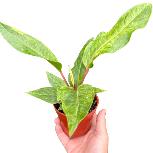Anthurium 'Renaissance' potted plant