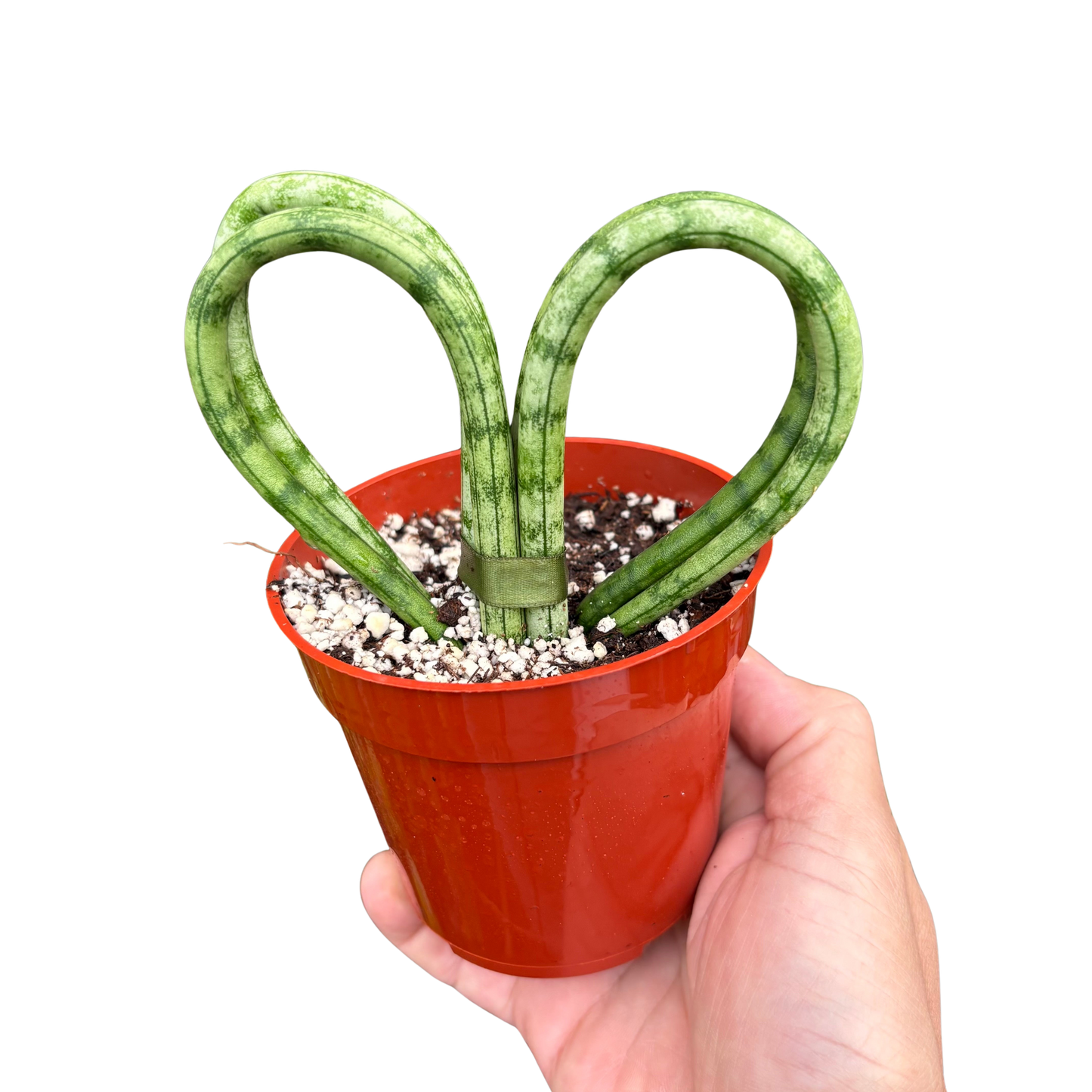 Snake 'Heart' potted plant