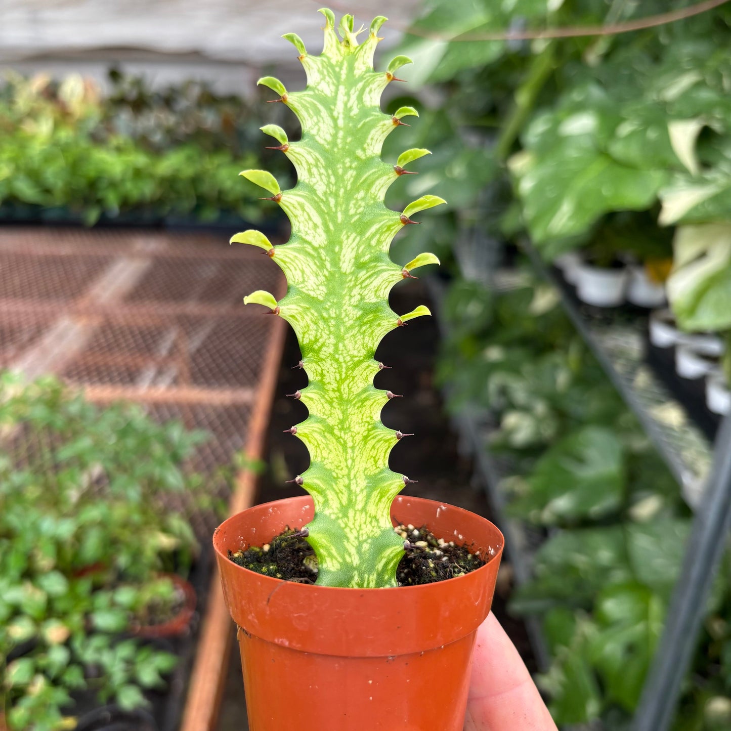 Euphorbia 'Mint Cream' potted plant