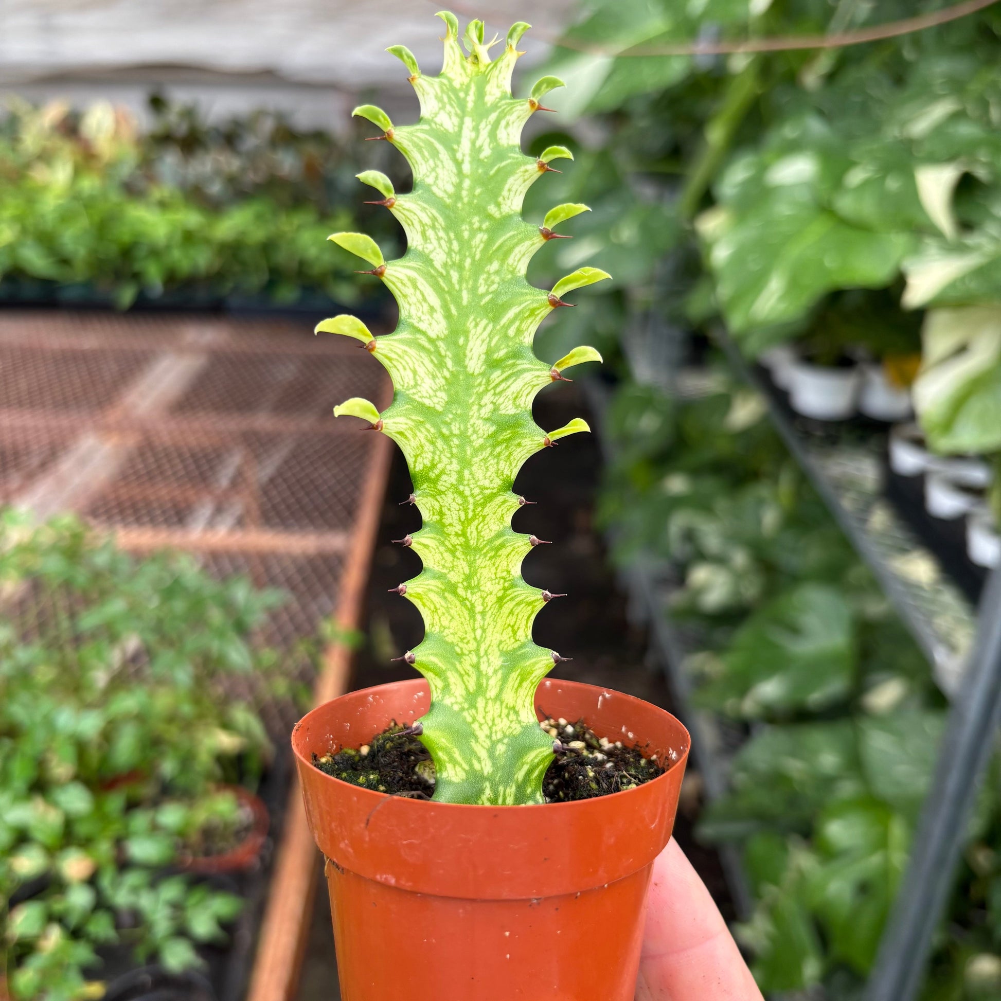 Euphorbia 'Mint Cream' potted plant