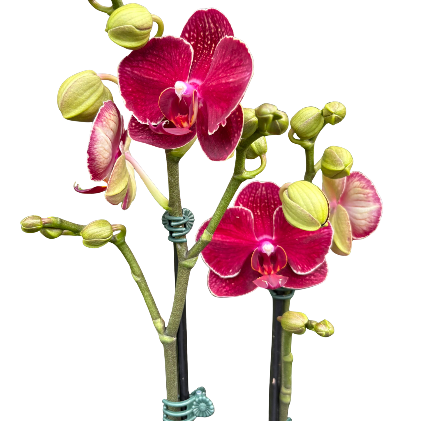 Orchid 'Red Phalaenopsis' potted plant