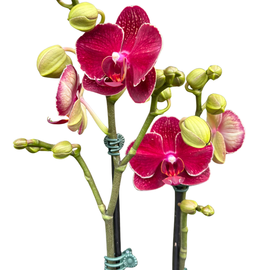 Orchid 'Red Phalaenopsis' potted plant