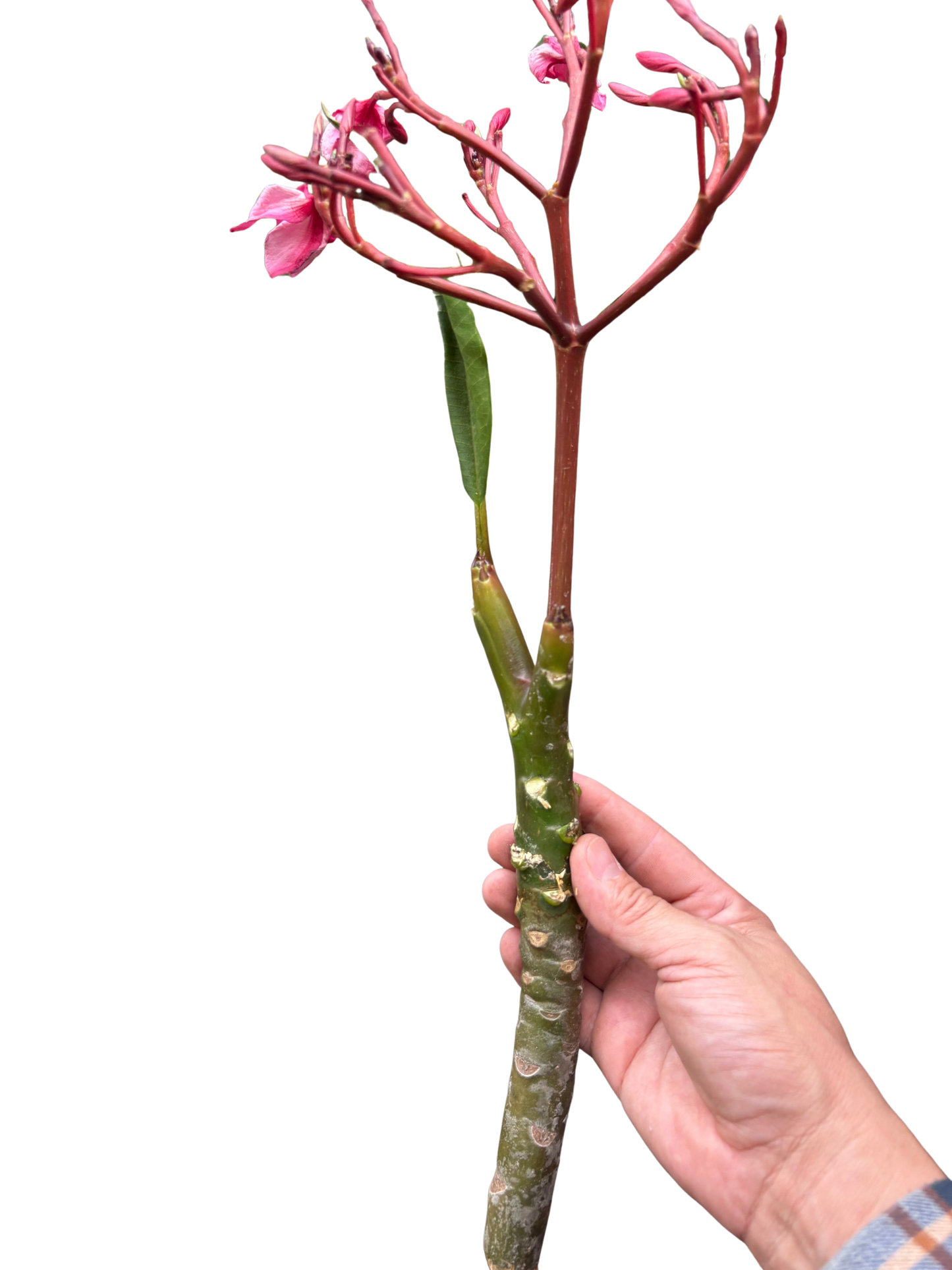 Plumeria Mex Pink Single potted plant