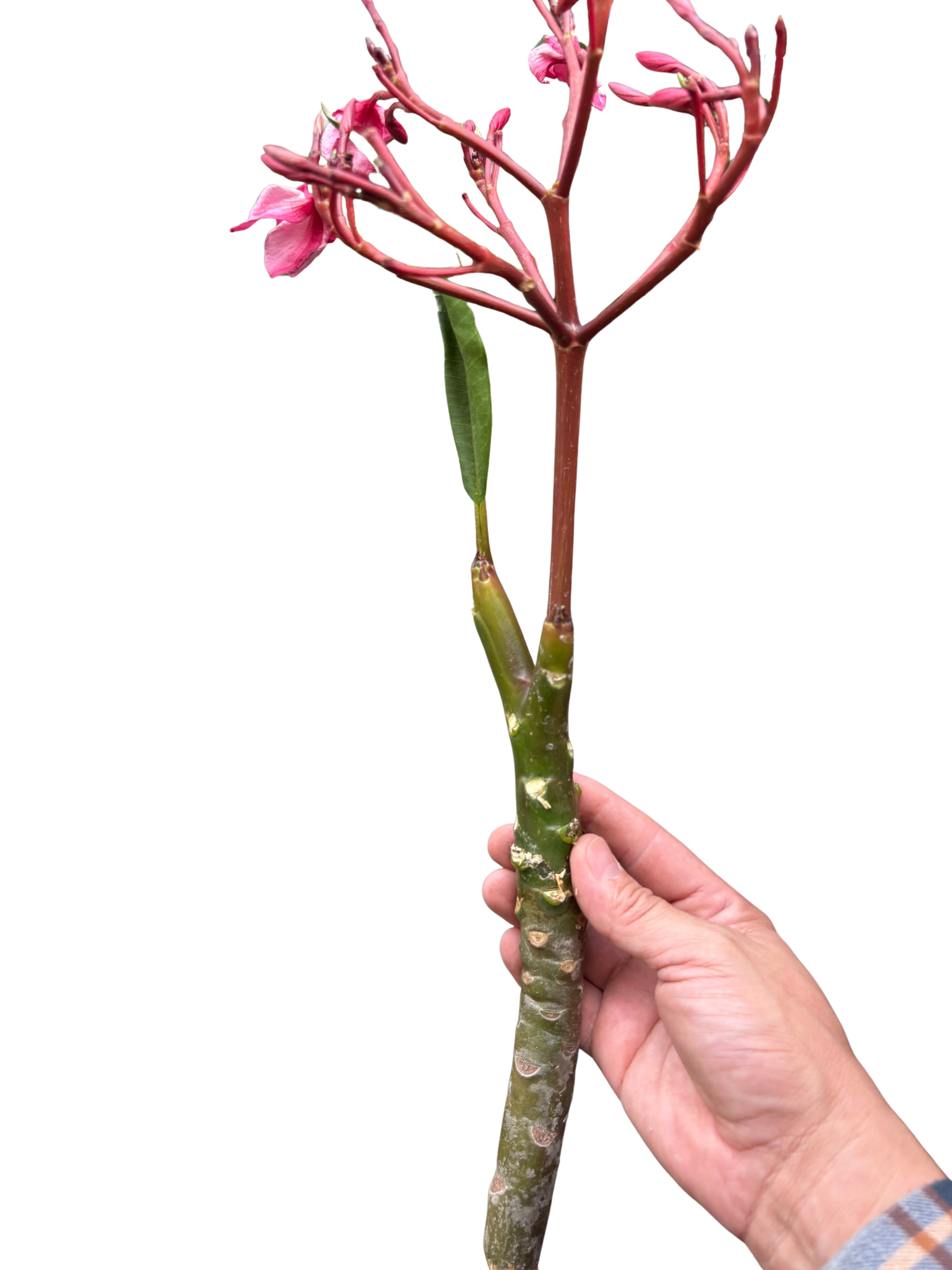 Plumeria Mex Pink Single potted plant