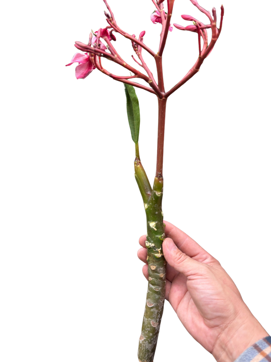 Plumeria Mex Pink Single potted plant