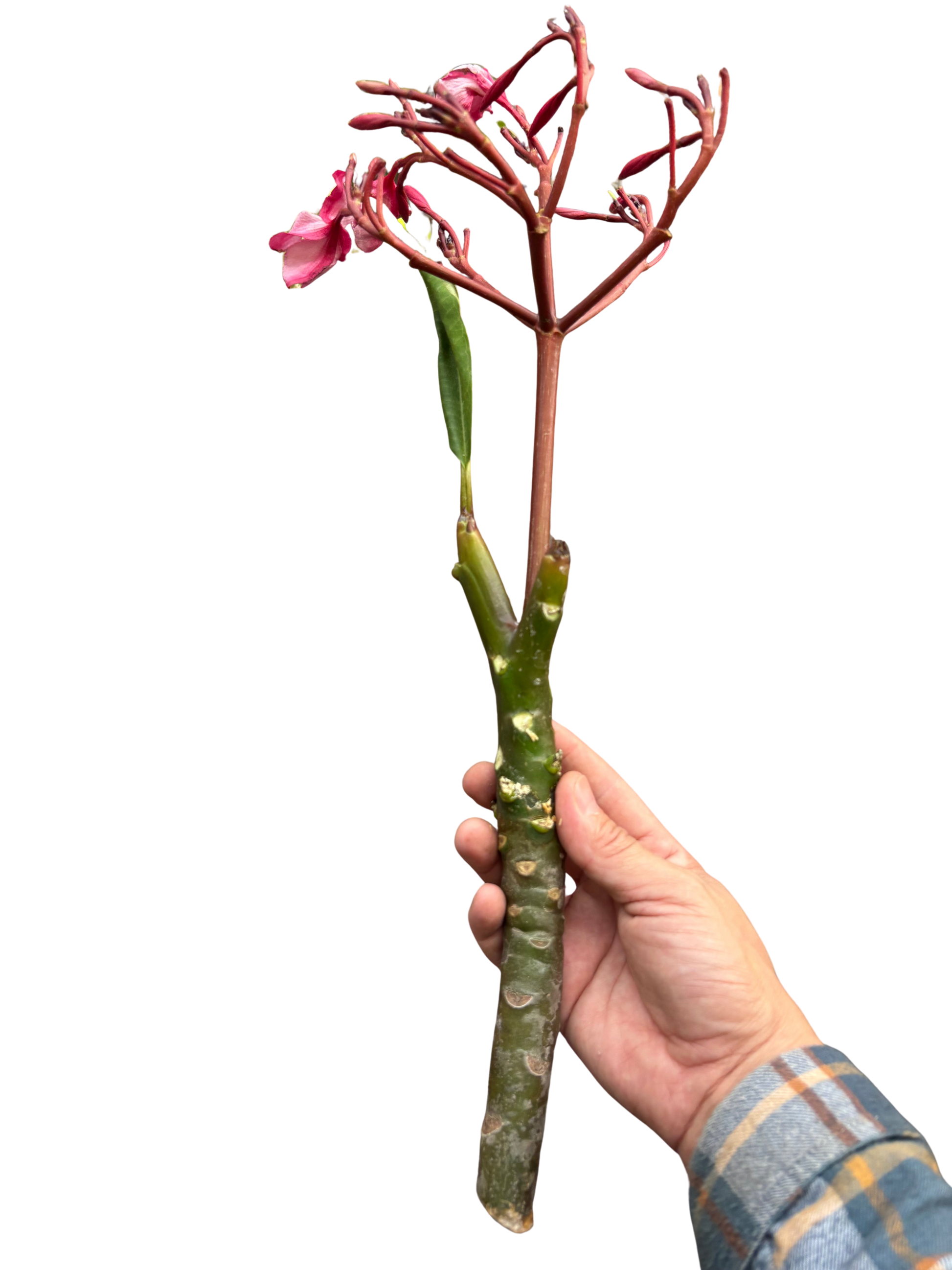 Plumeria Mex Pink Single potted plant