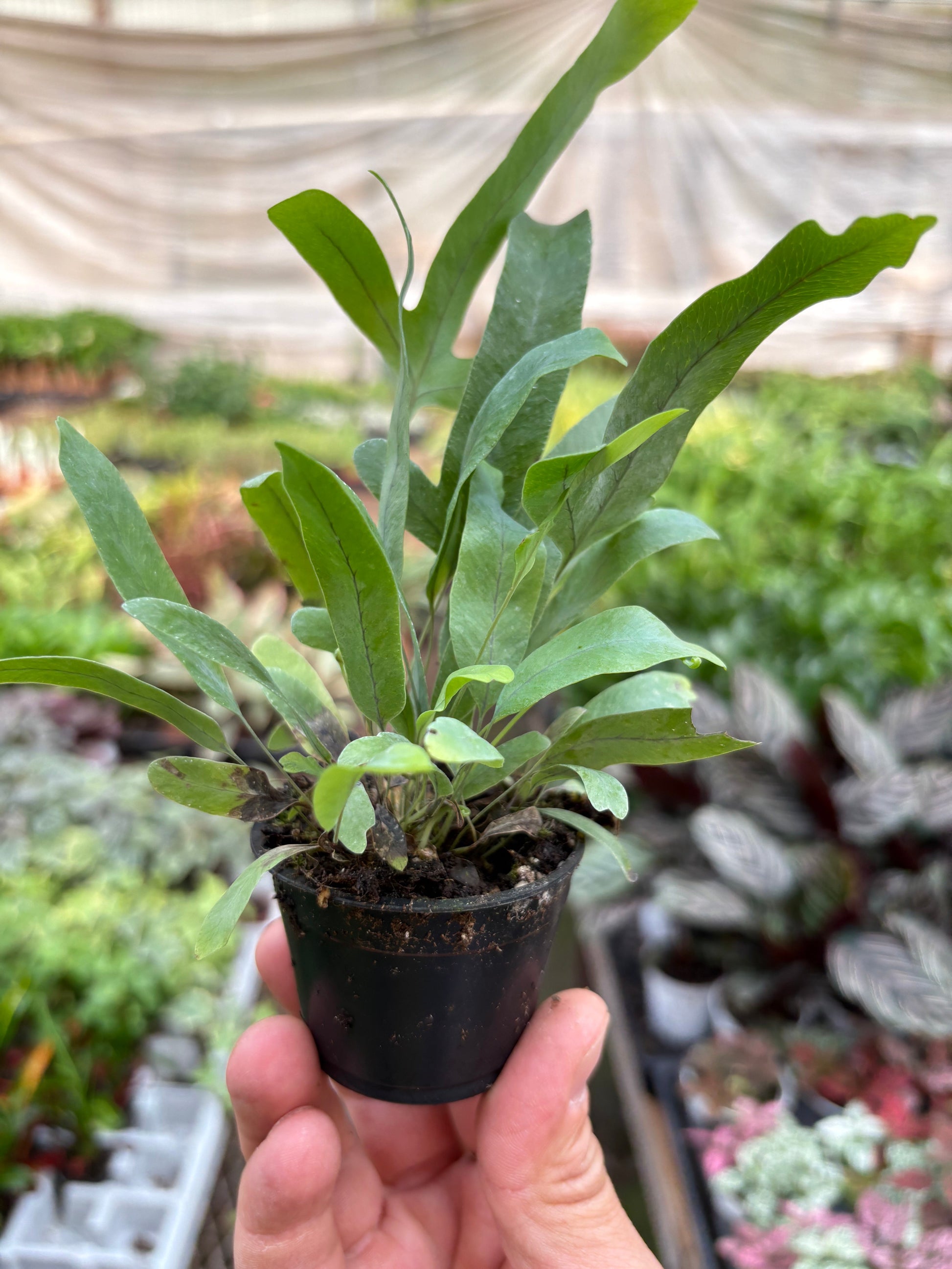 Fern 'Blue Star' potted plant