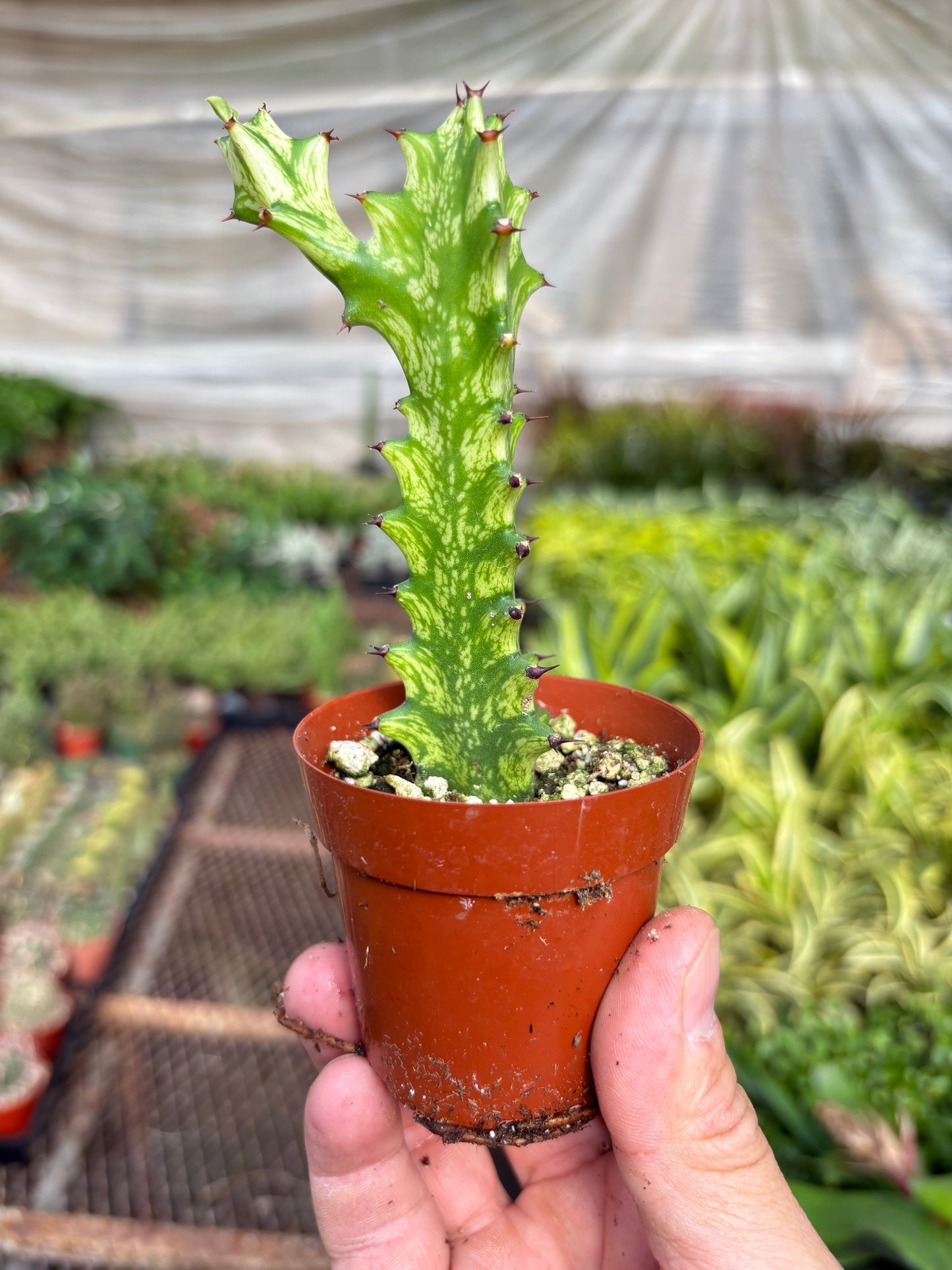 Euphorbia 'Mint Cream' potted plant