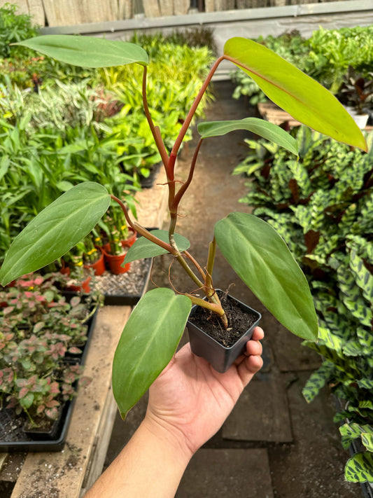 Philodendron Red Emerald potted plant