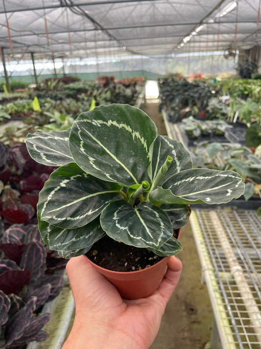 Calathea 'Green Goddess' 4" potted plant
