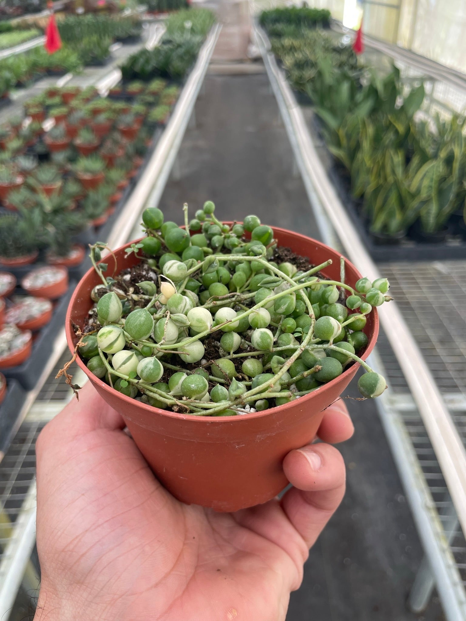 Succulent 'String of Pearls' Variegated potted plant