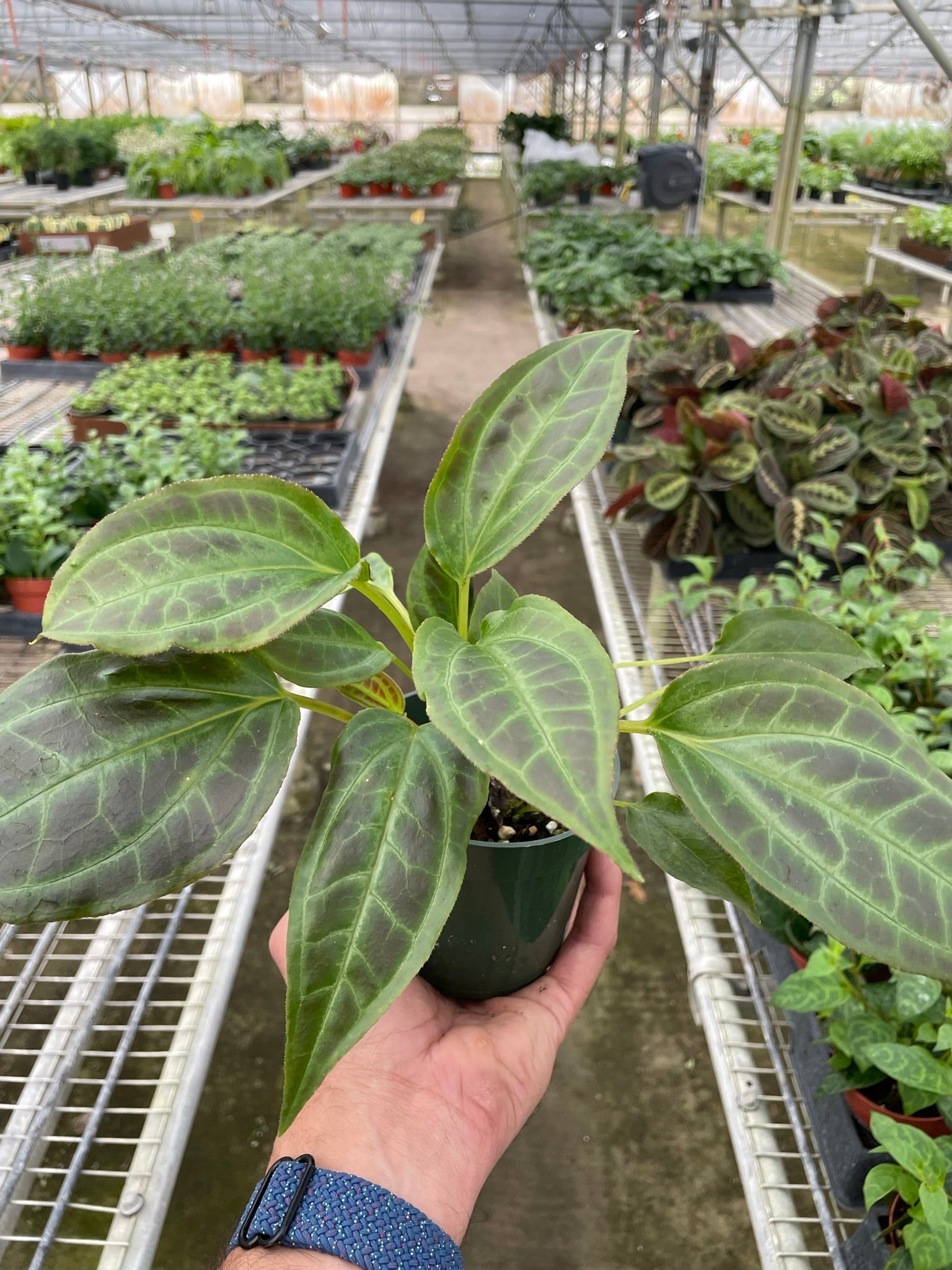 Monolena 'Primuliflora' potted plant