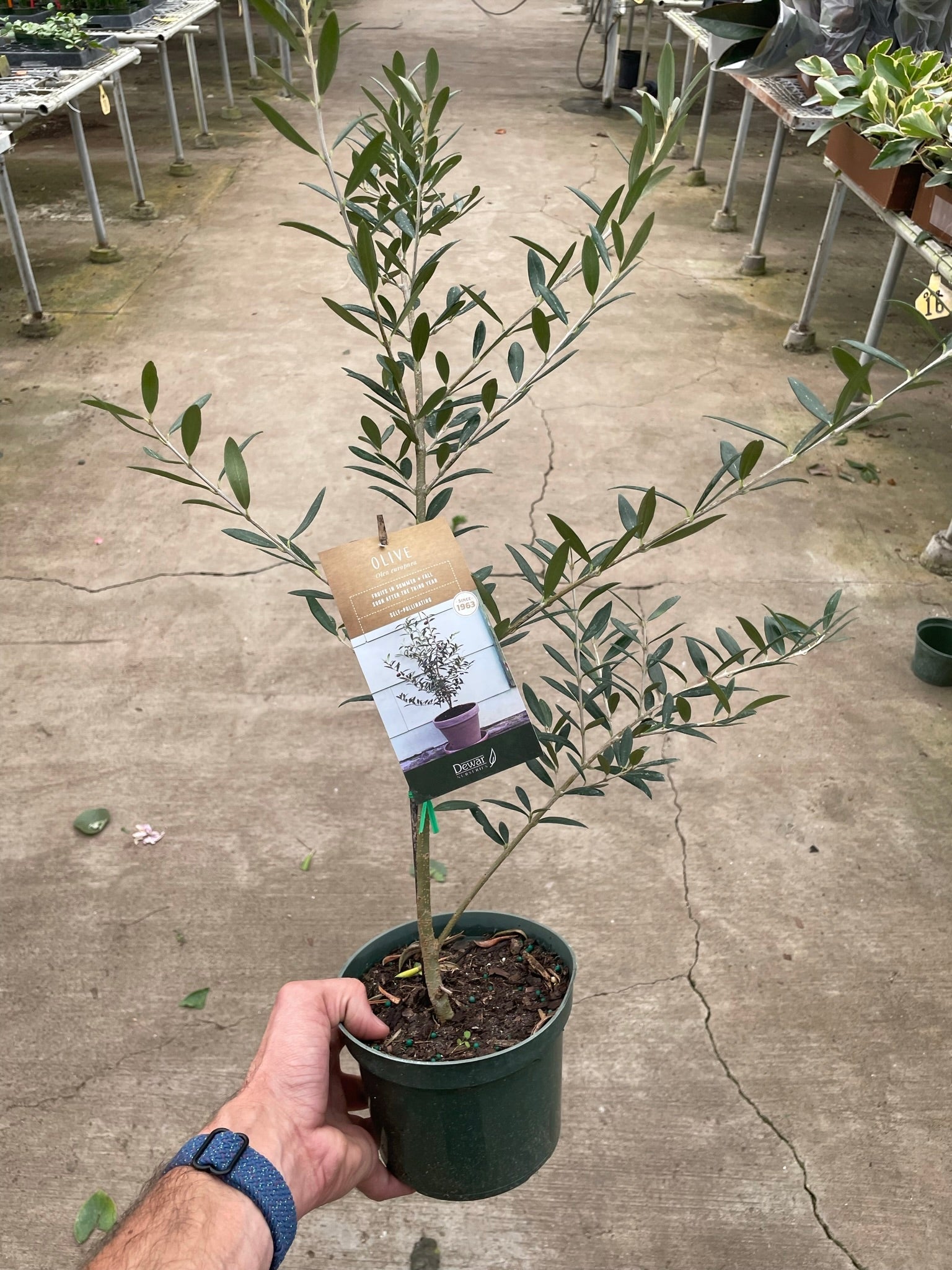 Common Olive Tree (Olea europaea) potted plant