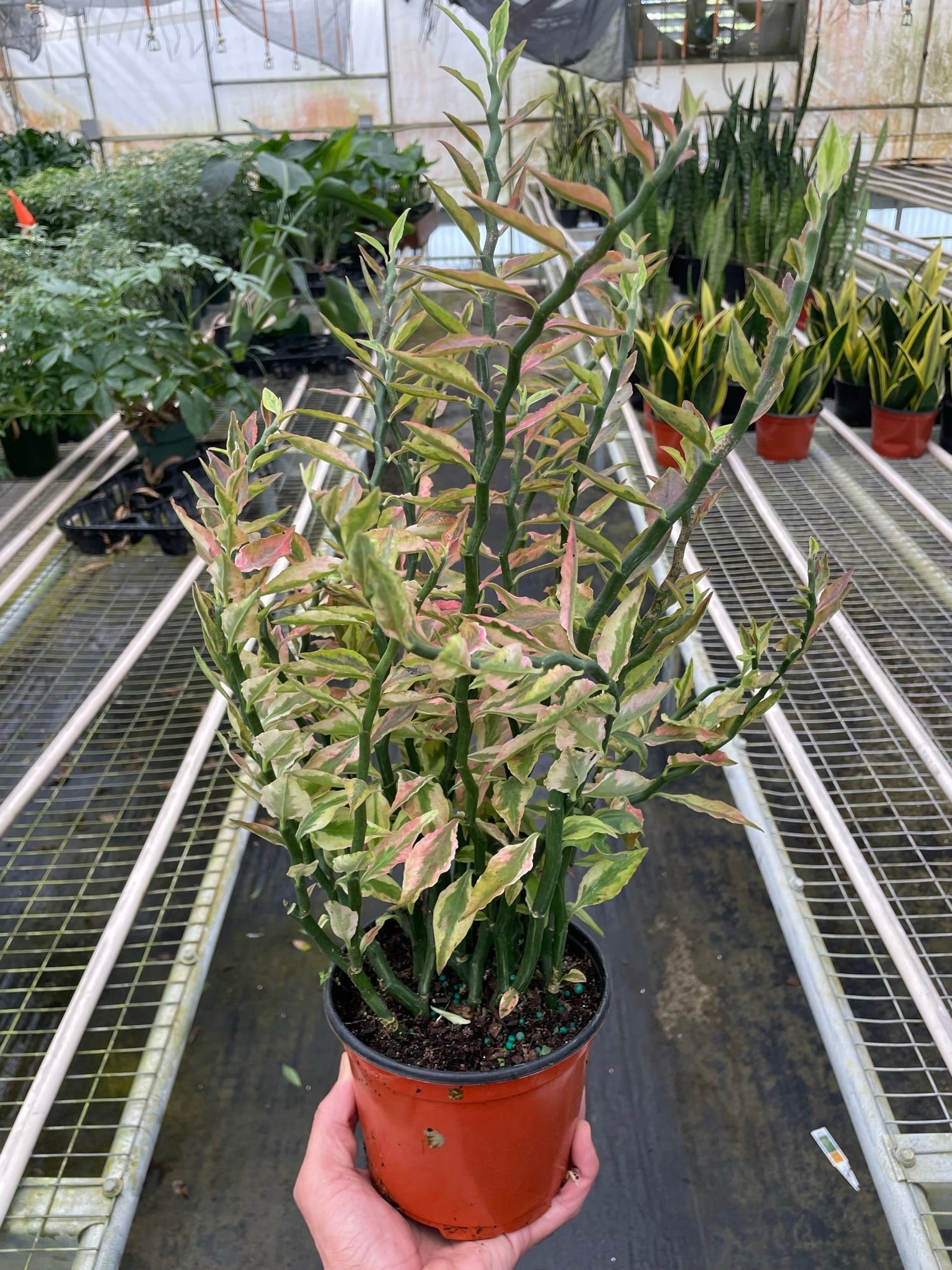 Variegated Devil's Backbone Euphorbia potted plant