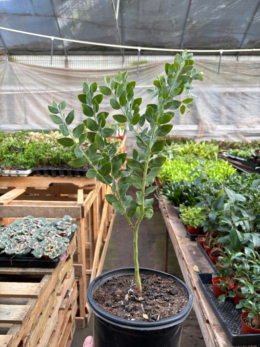 Acacia 'Podalyriifolia' Tree potted plant
