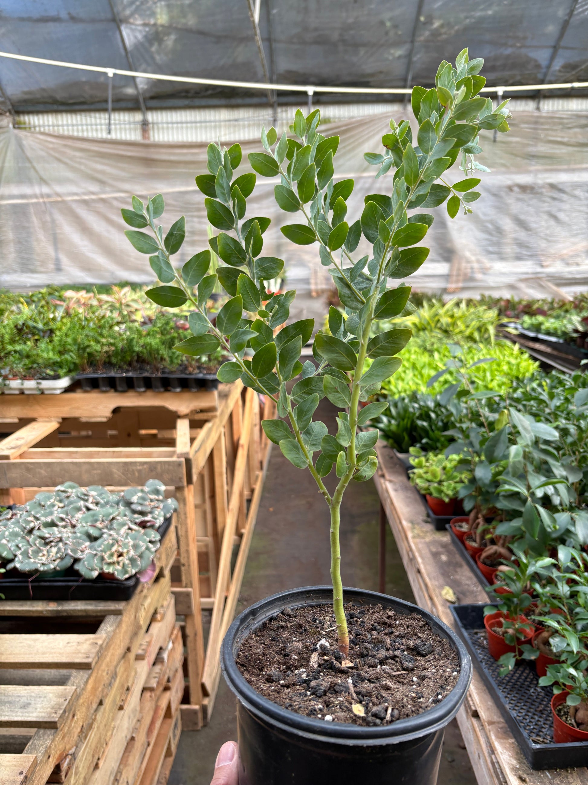 Acacia 'Podalyriifolia' Tree potted plant